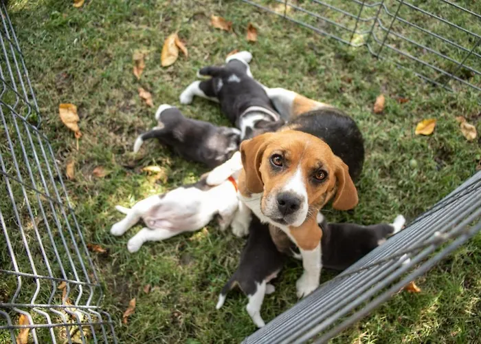 Hostel Sport Cluj-Napoca